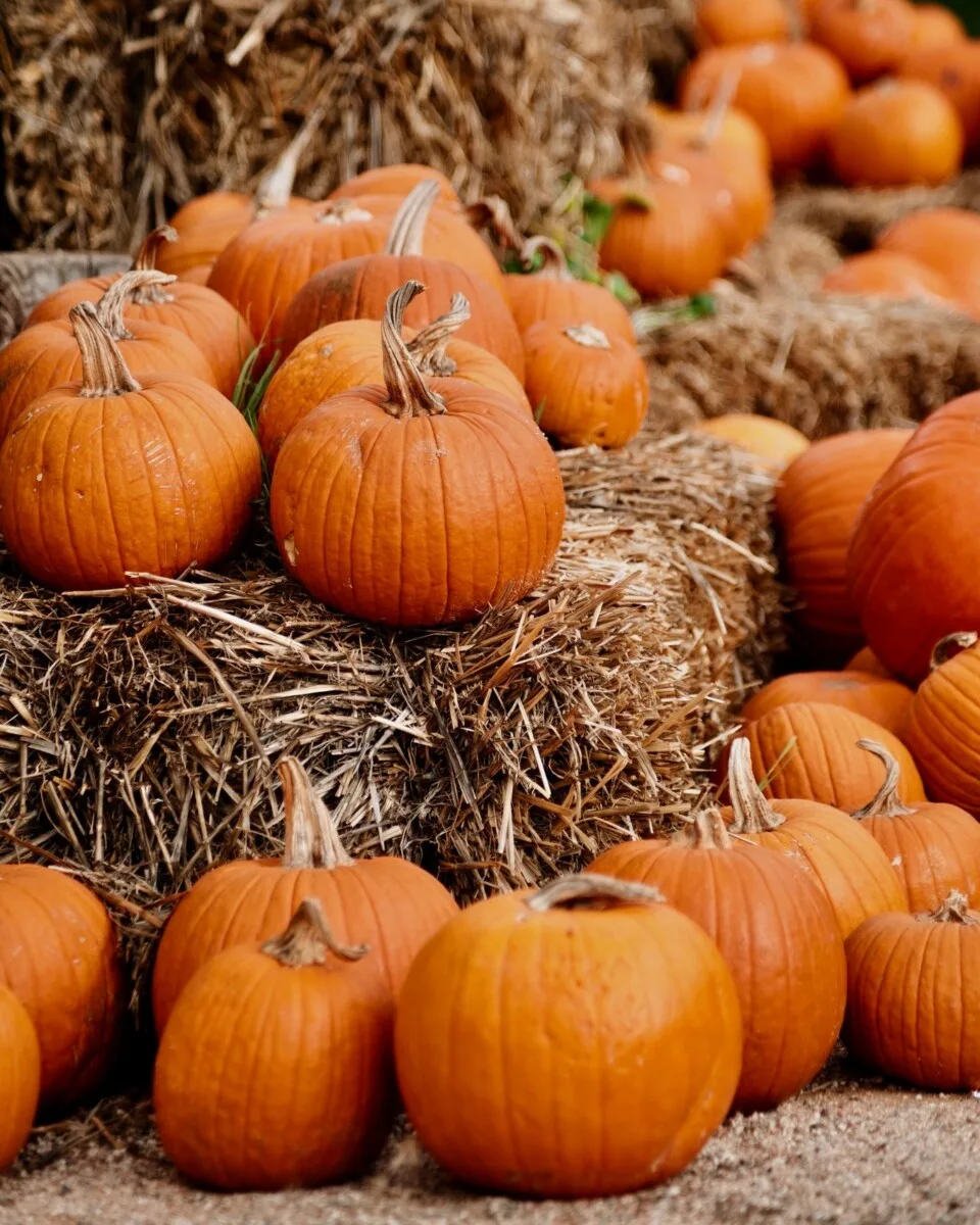 | Casablanca Happy Halloween from Casablanca Cape May Embrace the seasons mystery and charm with uswhere historic elegance meets a hint of spooky fun by the sea Wishing you a night full of treats and enchantment